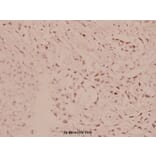 Anti-AKT (D302) Antibody from Bioworld Technology (BS1006) - Antibodies.com