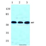Anti-AKT (F469) Antibody from Bioworld Technology (BS1007) - Antibodies.com