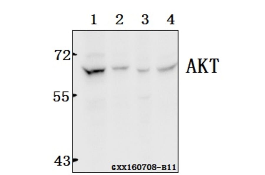 Anti-AKT (F469) Antibody from Bioworld Technology (BS1007) - Antibodies.com