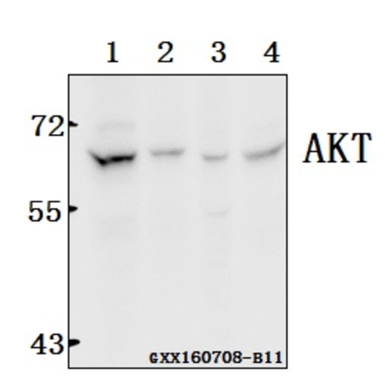 Anti-AKT (F469) Antibody from Bioworld Technology (BS1007) - Antibodies.com