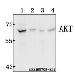 Anti-AKT (F469) Antibody from Bioworld Technology (BS1007) - Antibodies.com