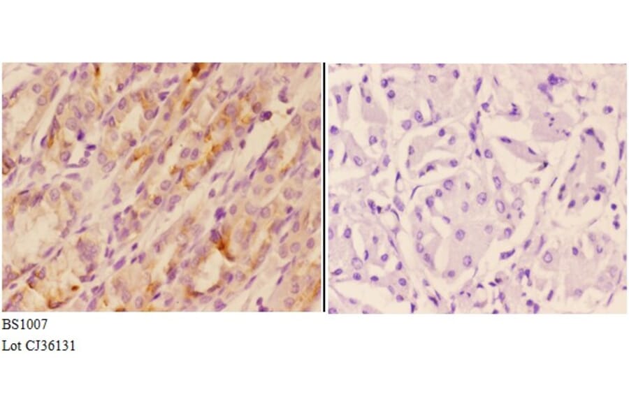 Anti-AKT (F469) Antibody from Bioworld Technology (BS1007) - Antibodies.com