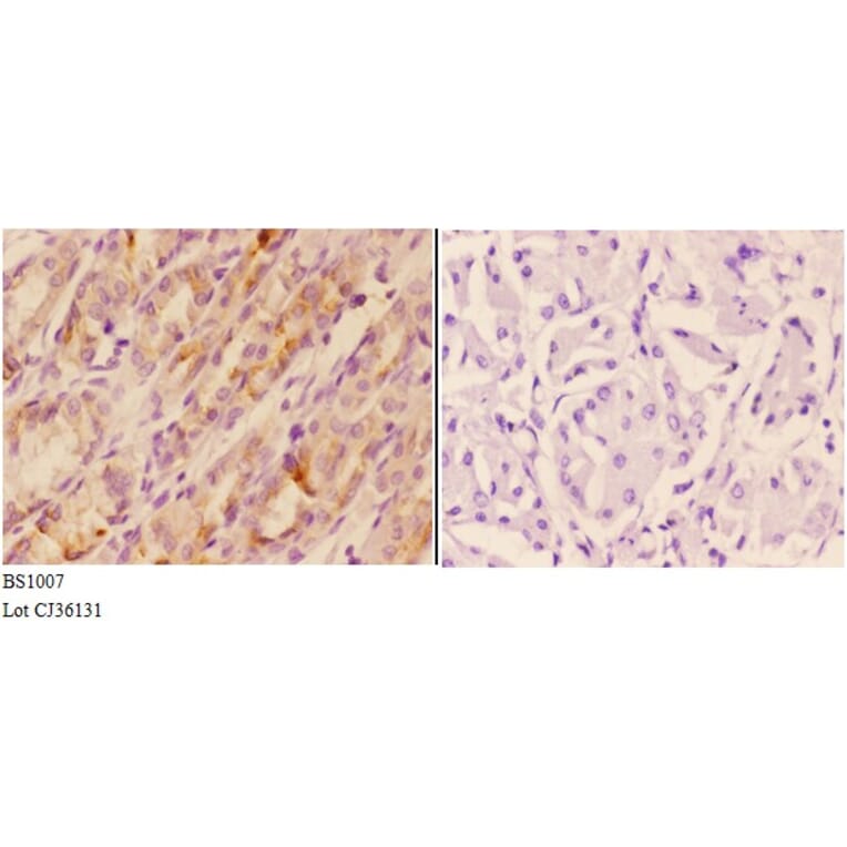 Anti-AKT (F469) Antibody from Bioworld Technology (BS1007) - Antibodies.com