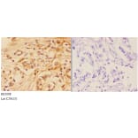 Anti-AKT (P467) Antibody from Bioworld Technology (BS1008) - Antibodies.com