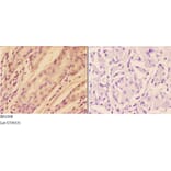 Anti-AKT (P467) Antibody from Bioworld Technology (BS1008) - Antibodies.com