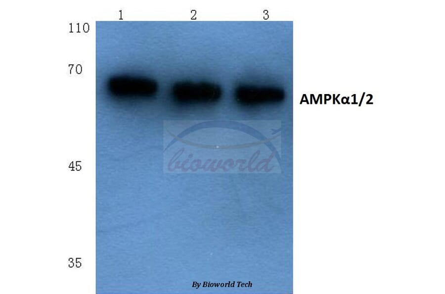 Anti-AMPKα1/2 (D168) Antibody from Bioworld Technology (BS1009) - Antibodies.com