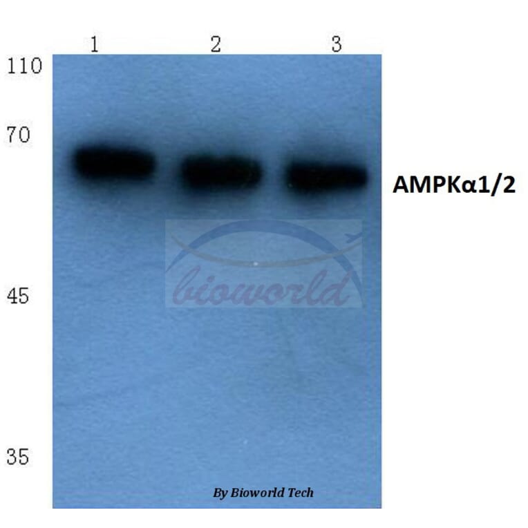 Anti-AMPKα1/2 (D168) Antibody from Bioworld Technology (BS1009) - Antibodies.com