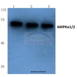 Anti-AMPKα1/2 (D168) Antibody from Bioworld Technology (BS1009) - Antibodies.com