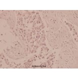 Anti-AMPKα1/2 (D168) Antibody from Bioworld Technology (BS1009) - Antibodies.com