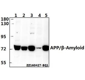 Anti-APP/β-Amyloid (E737) Antibody from Bioworld Technology (BS1011) - Antibodies.com