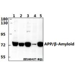 Anti-APP/β-Amyloid (E737) Antibody from Bioworld Technology (BS1011) - Antibodies.com