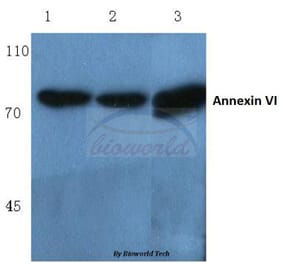 Anti-Annexin VI (A5) Antibody from Bioworld Technology (BS1014) - Antibodies.com
