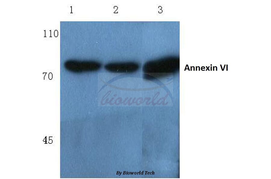 Anti-Annexin VI (A5) Antibody from Bioworld Technology (BS1014) - Antibodies.com