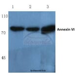 Anti-Annexin VI (A5) Antibody from Bioworld Technology (BS1014) - Antibodies.com