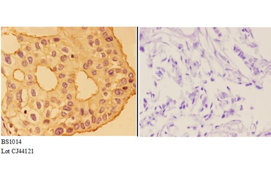 Anti-Annexin VI (A5) Antibody from Bioworld Technology (BS1014) - Antibodies.com