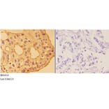 Anti-Annexin VI (A5) Antibody from Bioworld Technology (BS1014) - Antibodies.com