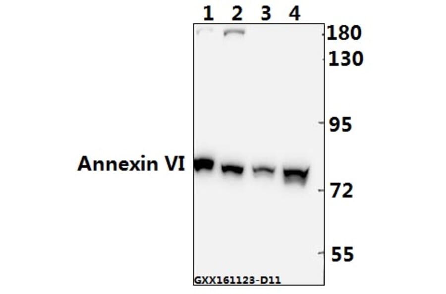 Anti-Annexin VI (A5) Antibody from Bioworld Technology (BS1014) - Antibodies.com
