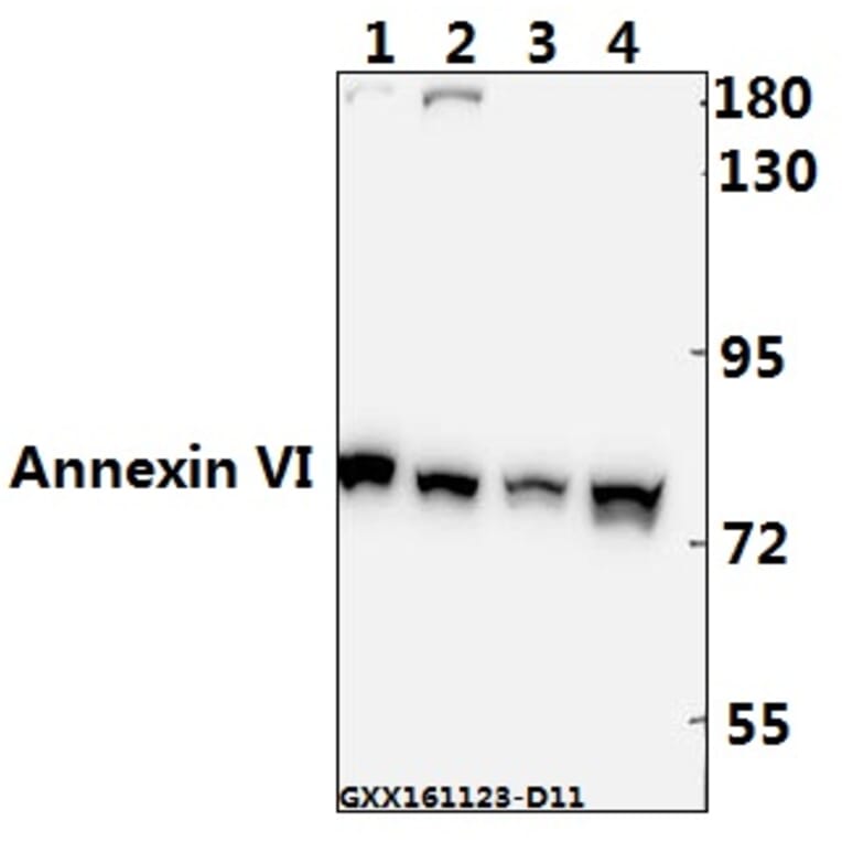 Anti-Annexin VI (A5) Antibody from Bioworld Technology (BS1014) - Antibodies.com