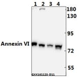 Anti-Annexin VI (A5) Antibody from Bioworld Technology (BS1014) - Antibodies.com