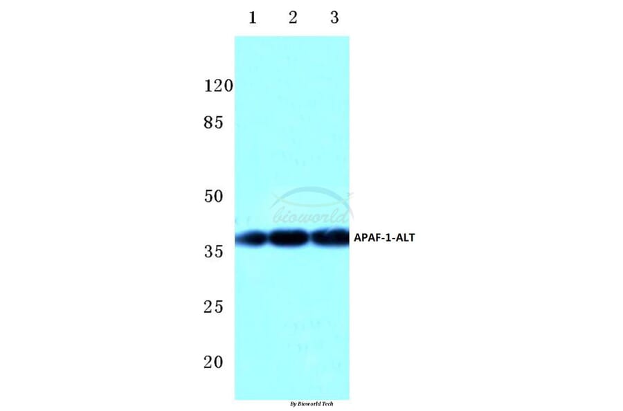 Anti-Apaf-1-ALT (H324) Antibody from Bioworld Technology (BS1016) - Antibodies.com