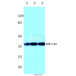 Anti-Apaf-1-ALT (H324) Antibody from Bioworld Technology (BS1016) - Antibodies.com