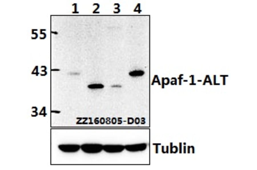 Anti-Apaf-1-ALT (H324) Antibody from Bioworld Technology (BS1016) - Antibodies.com