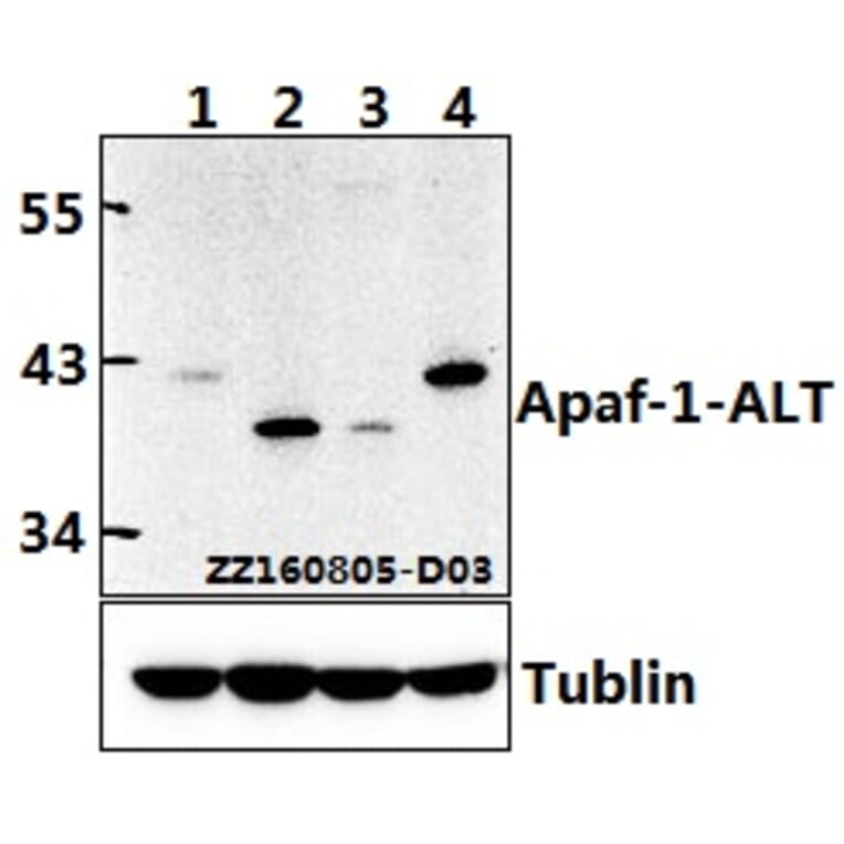 Anti-Apaf-1-ALT (H324) Antibody from Bioworld Technology (BS1016) - Antibodies.com