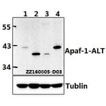 Anti-Apaf-1-ALT (H324) Antibody from Bioworld Technology (BS1016) - Antibodies.com