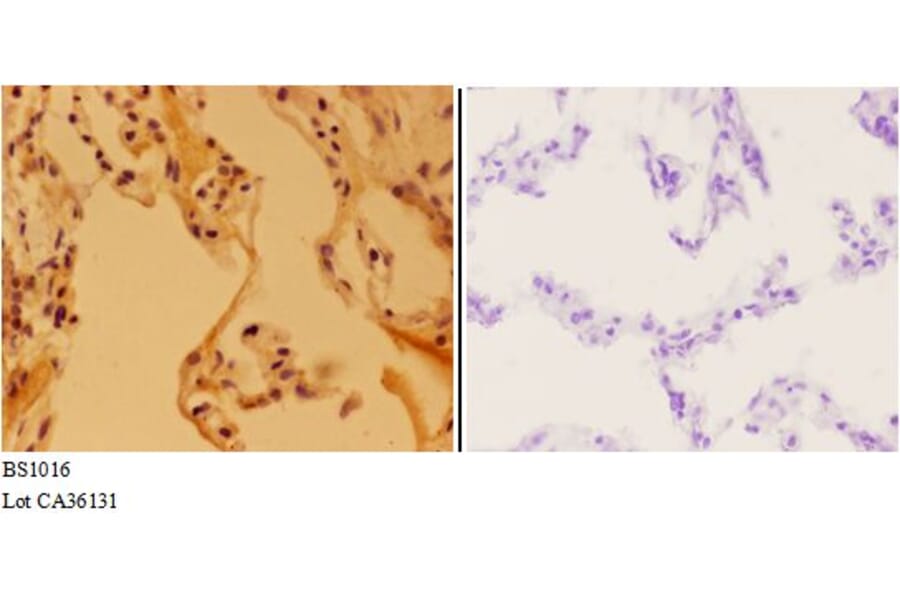 Anti-Apaf-1-ALT (H324) Antibody from Bioworld Technology (BS1016) - Antibodies.com