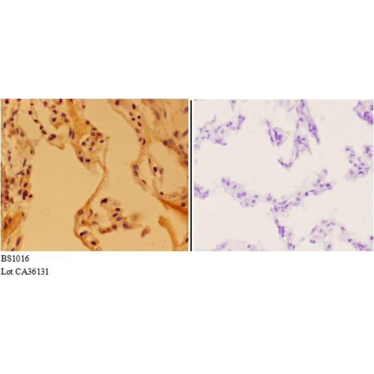 Anti-Apaf-1-ALT (H324) Antibody from Bioworld Technology (BS1016) - Antibodies.com