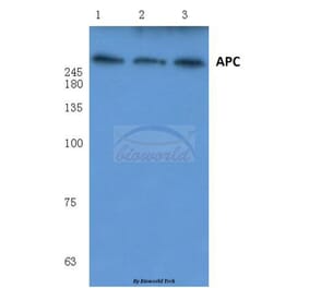 Anti-APC (Q2829) Antibody from Bioworld Technology (BS1017) - Antibodies.com