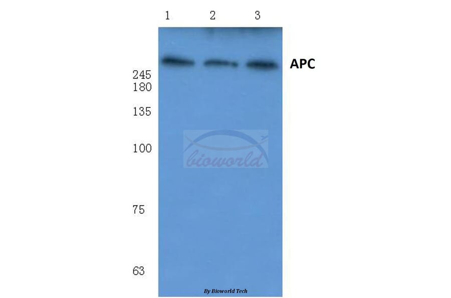 Anti-APC (Q2829) Antibody from Bioworld Technology (BS1017) - Antibodies.com