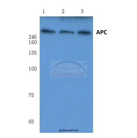 Anti-APC (Q2829) Antibody from Bioworld Technology (BS1017) - Antibodies.com