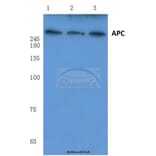 Anti-APC (Q2829) Antibody from Bioworld Technology (BS1017) - Antibodies.com