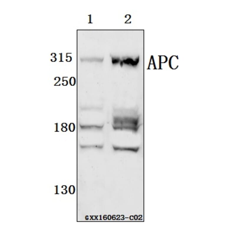 Anti-APC (Q2829) Antibody from Bioworld Technology (BS1017) - Antibodies.com