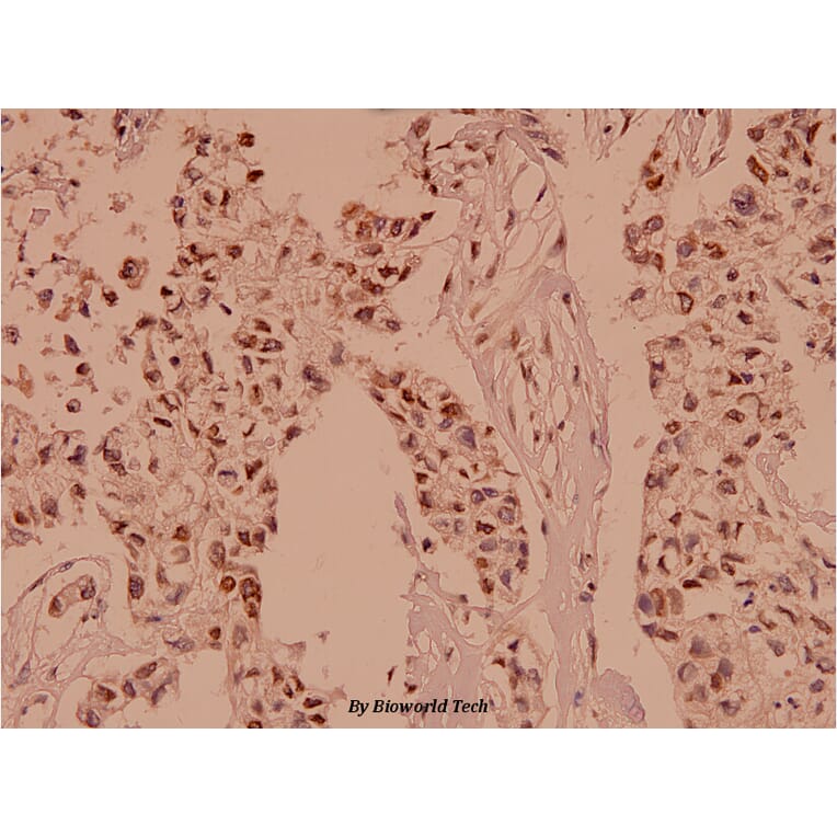Anti-APC (Q2829) Antibody from Bioworld Technology (BS1017) - Antibodies.com
