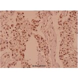 Anti-APC (Q2829) Antibody from Bioworld Technology (BS1017) - Antibodies.com