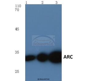 Anti-ARC (E194) Antibody from Bioworld Technology (BS1018) - Antibodies.com