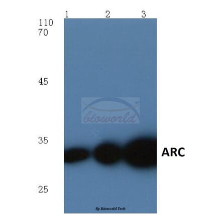 Anti-ARC (E194) Antibody from Bioworld Technology (BS1018) - Antibodies.com
