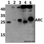 Anti-ARC (E194) Antibody from Bioworld Technology (BS1018) - Antibodies.com