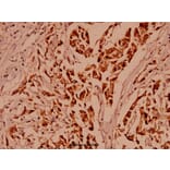 Anti-ARC (E194) Antibody from Bioworld Technology (BS1018) - Antibodies.com