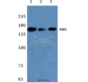 Anti-ASK1 (T77) Antibody from Bioworld Technology (BS1019) - Antibodies.com