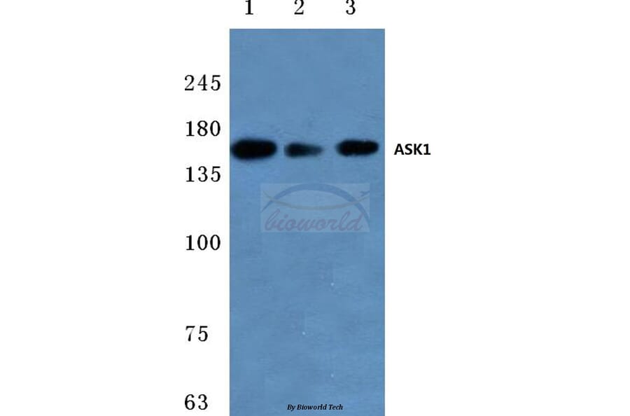 Anti-ASK1 (T77) Antibody from Bioworld Technology (BS1019) - Antibodies.com