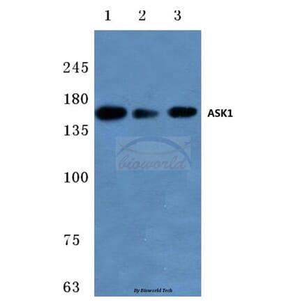 Anti-ASK1 (T77) Antibody from Bioworld Technology (BS1019) - Antibodies.com