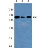 Anti-ASK1 (T77) Antibody from Bioworld Technology (BS1019) - Antibodies.com