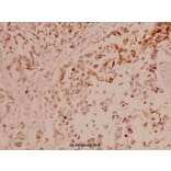 Anti-ASK1 (T77) Antibody from Bioworld Technology (BS1019) - Antibodies.com
