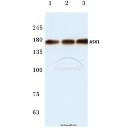 Anti-ASK1 (E960) Antibody from Bioworld Technology (BS1020) - Antibodies.com