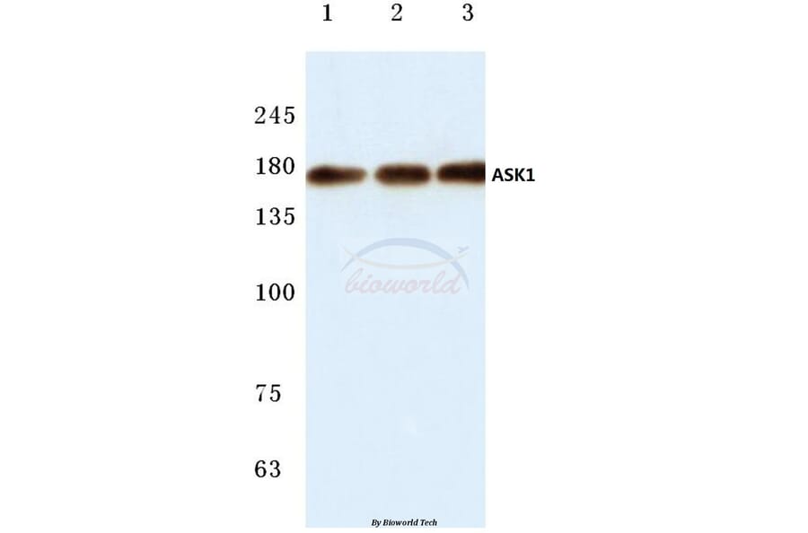 Anti-ASK1 (E960) Antibody from Bioworld Technology (BS1020) - Antibodies.com