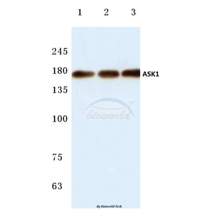 Anti-ASK1 (E960) Antibody from Bioworld Technology (BS1020) - Antibodies.com