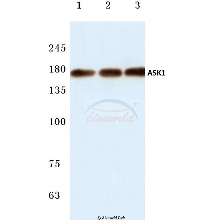 Anti-ASK1 (E960) Antibody from Bioworld Technology (BS1020) - Antibodies.com
